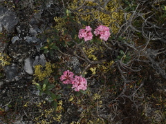 Rhododendron adamsii