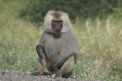 Papio hamadryas