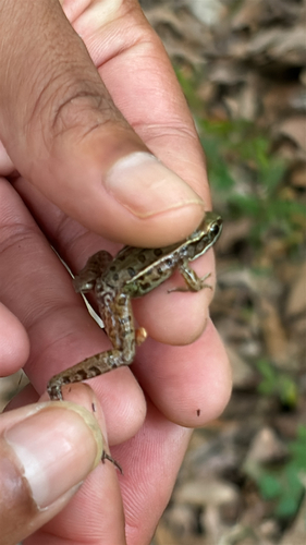 Southern Leopard Frog observed by jadawilson721