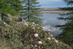 Rhododendron adamsii