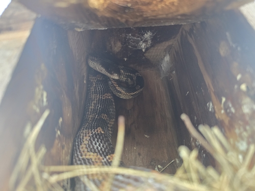 Western Ratsnake observed by sydneyreycox