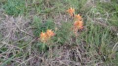 Castilleja lindheimeri