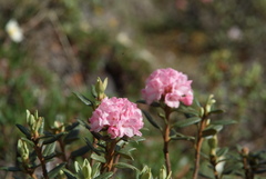Rhododendron adamsii