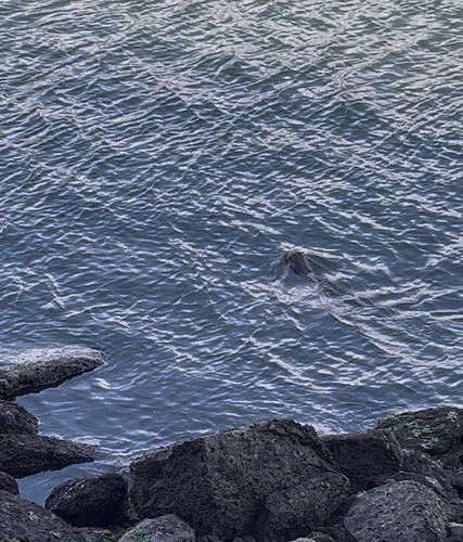 North American River Otter observed by aquahawk