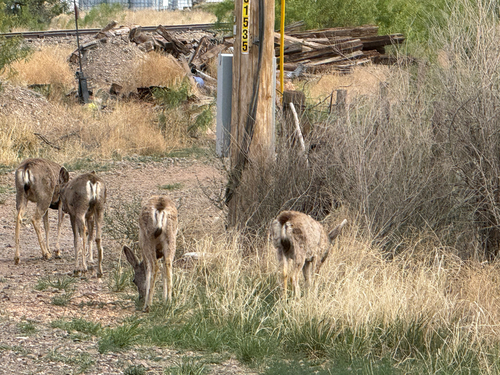 Mule Deer observed by grahamgnome