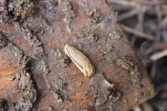 Carinarion