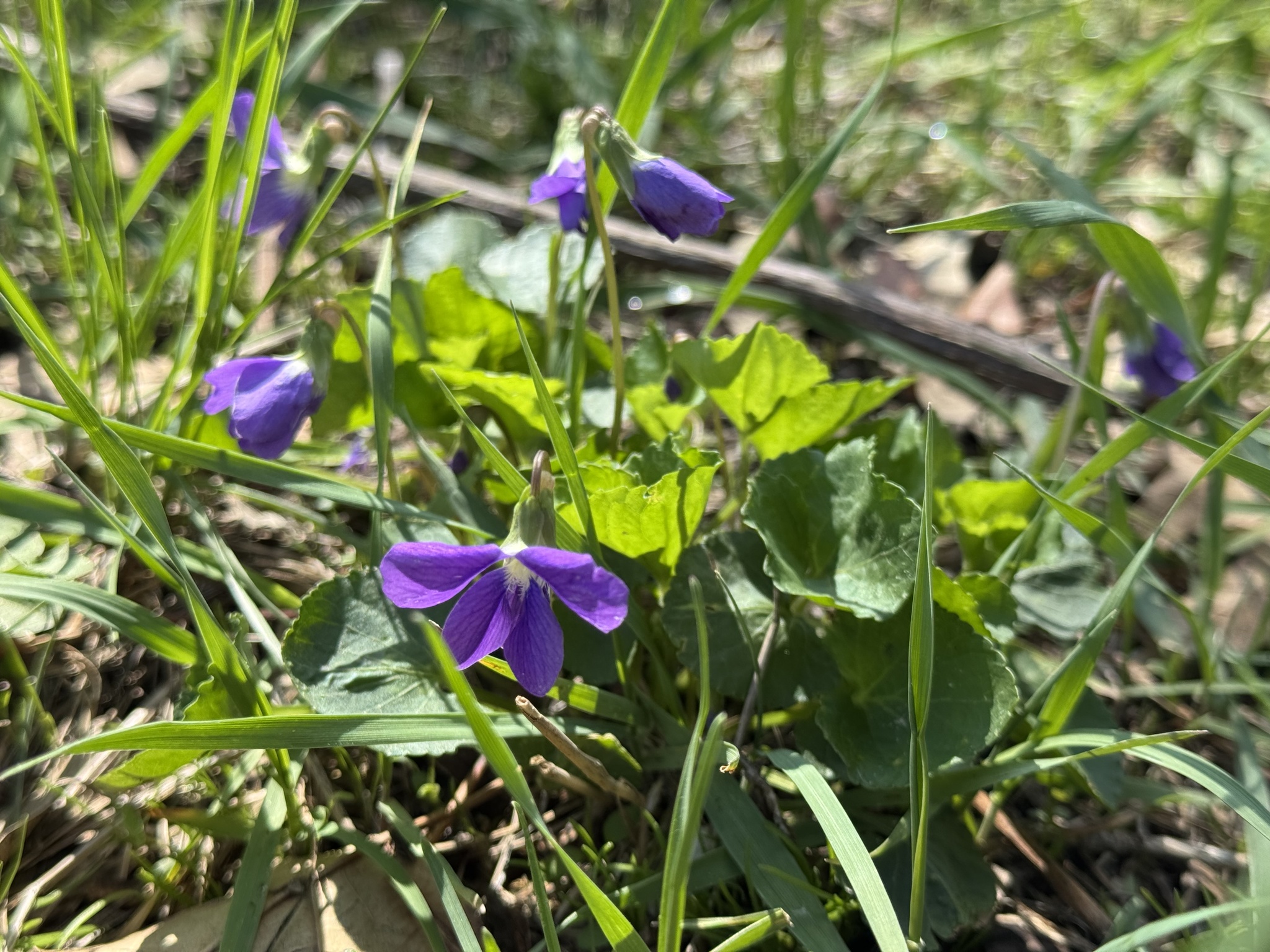 Meadow violet