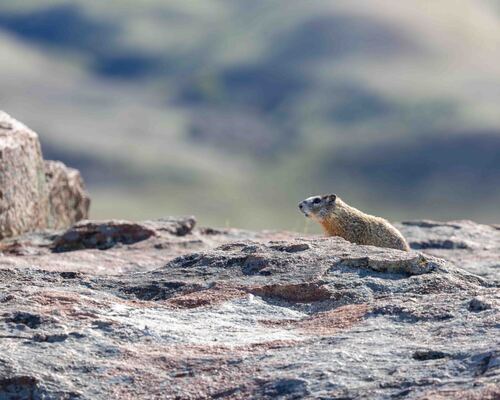Yellow-bellied Marmot observed by rostamam