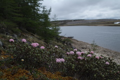 Rhododendron adamsii