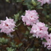Rhododendron - Photo (c) Игорь Поспелов, alguns direitos reservados (CC BY-NC), uploaded by Игорь Поспелов