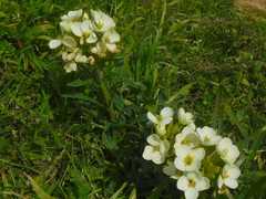 Erysimum concinnum