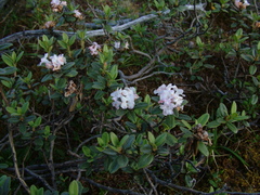 Rhododendron adamsii