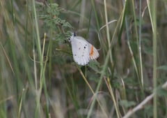 Colotis danae eupompe