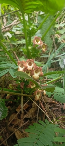 Sinningia villosa