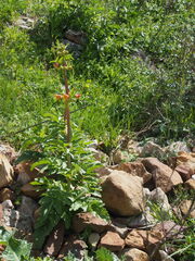Scrophularia sambucifolia, photograph author not stated, no rights reserved