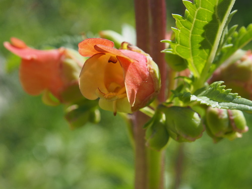 Scrophularia sambucifolia, photograph 2