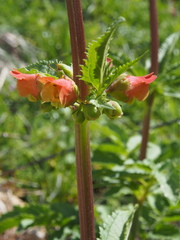 Scrophularia sambucifolia