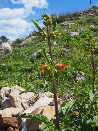 Scrophularia sambucifolia, photograph 4