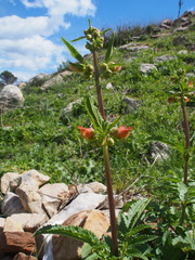 Scrophularia sambucifolia, photograph author not stated, no rights reserved