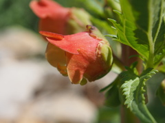 Scrophularia sambucifolia, photograph author not stated, no rights reserved