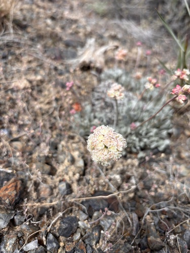 cushion buckwheat