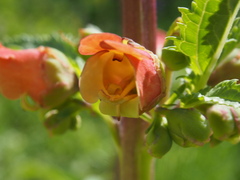 Scrophularia sambucifolia, photograph author not stated, no rights reserved