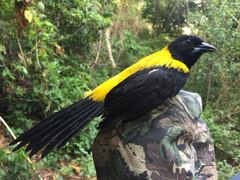 Audubon's Oriole photo 4