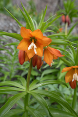Fritillaria eduardii, photograph (c) Morten Ross, some rights reserved (CC BY)