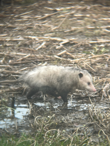 Virginia Opossum observed by archieology