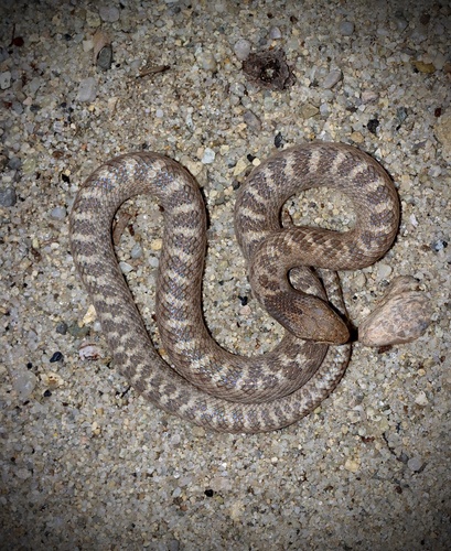 Coast Night Snake