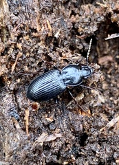 Pterostichus mutus