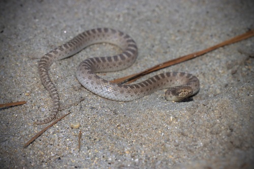 Coast Night Snake