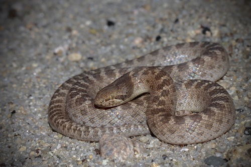 Coast Night Snake