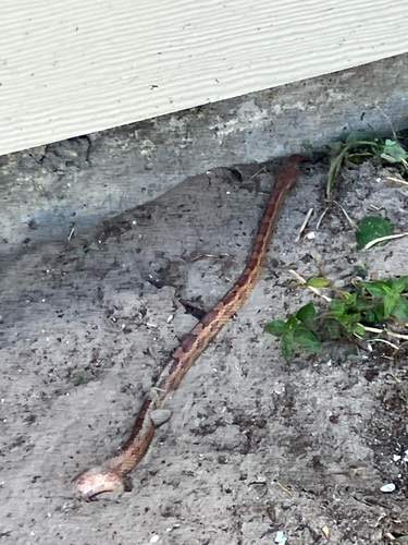 Red Cornsnake observed by wolfwillowisp