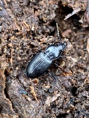Pterostichus mutus