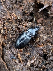 Pterostichus mutus