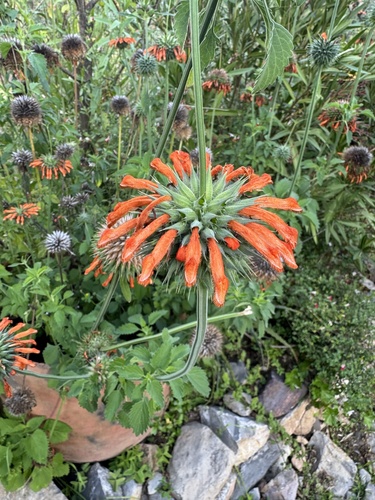 lion's ear