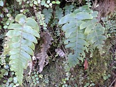 Cranfillia deltoides