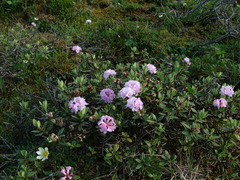 Rhododendron adamsii