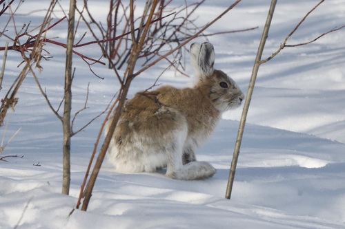 Snowshoe Hare observed by ymmjpd
