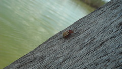 Blepharida