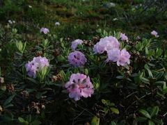 Rhododendron adamsii