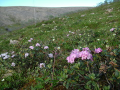 Rhododendron adamsii