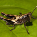 Microtylopteryx fusiformis - Photo (c) Karl Kroeker,  זכויות יוצרים חלקיות (CC BY-NC), הועלה על ידי Karl Kroeker