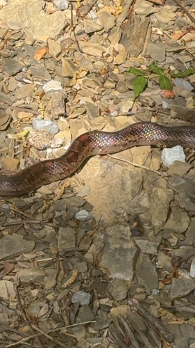 Red Cornsnake observed by rogerprim