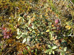 Rhododendron adamsii