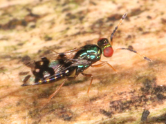 Astichus arithmeticus