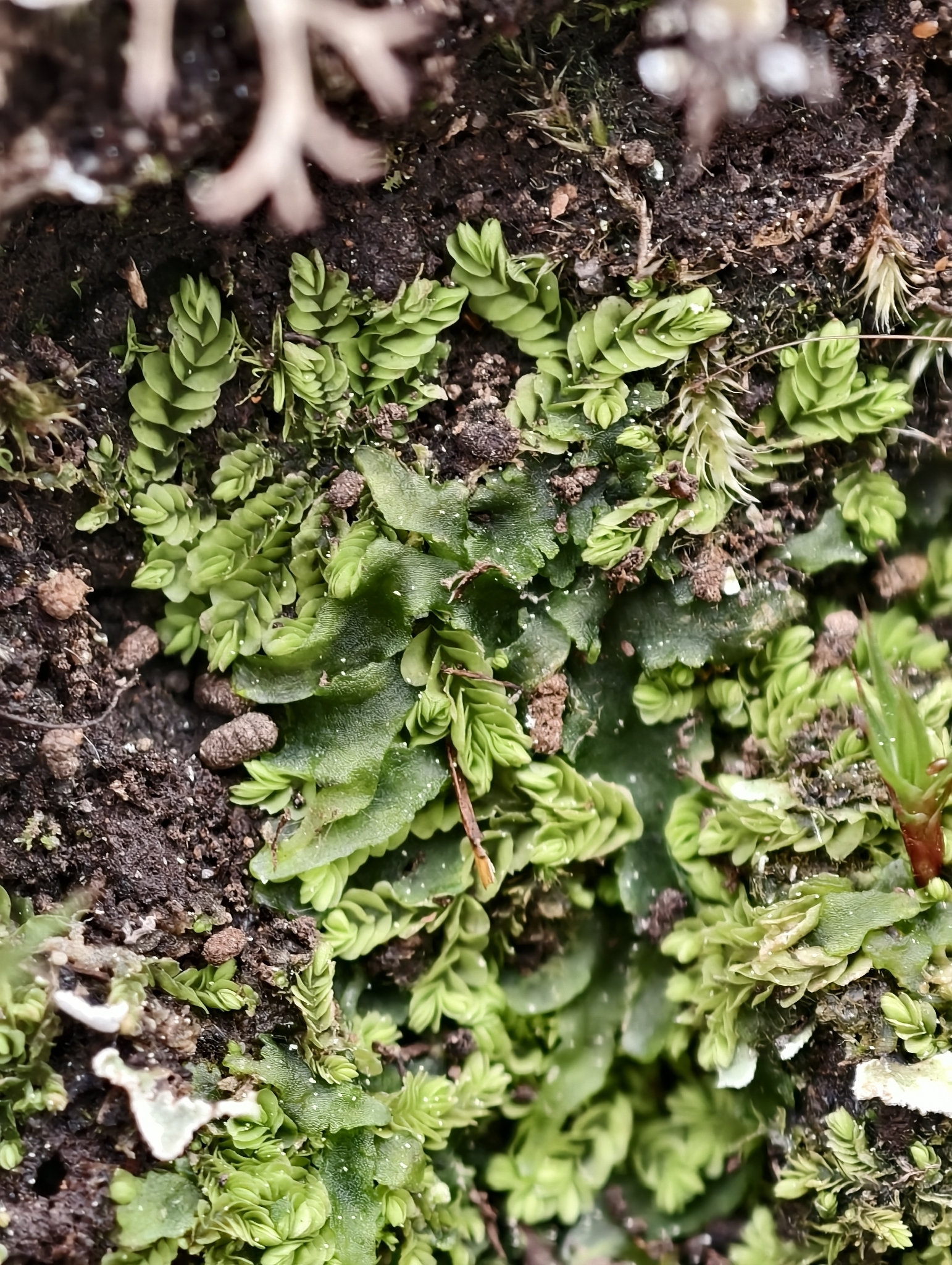 Gongylanthus ericetorum