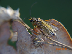Pamphiliidae