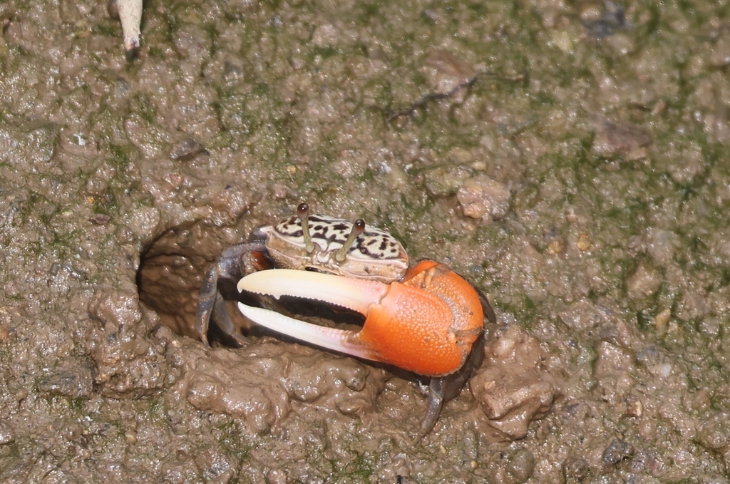 Acute Fiddler Crab